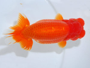 日本らんちう協会中部本部大会　兼　三重らんちゅう会品評大会　西大関　沢田光孝　愛知