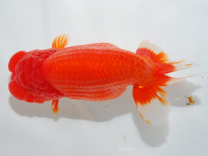 日本らんちう協会中部本部大会　兼　三重らんちゅう会品評大会　立行司　葛井克昌　三重