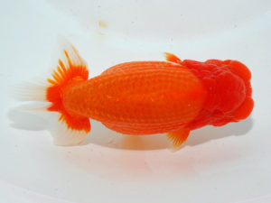 日本らんちう協会中部本部大会　兼　三重らんちゅう会品評大会　取締一　中根利夫　長野