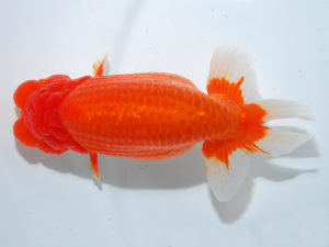 日本らんちう協会中部本部大会　兼　三重らんちゅう会品評大会　取締二　十河哲也　愛知