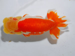 日本らんちう協会中部本部大会　兼　三重らんちゅう会品評大会 東関脇　十河哲也　愛知