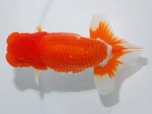 日本らんちう協会中部本部大会　兼　三重らんちゅう会品評大会 西関脇　山田重夫　愛知