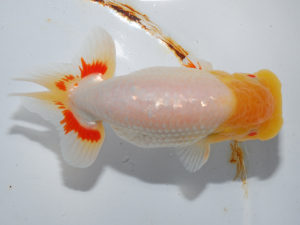 日本らんちう協会中部本部大会　兼　三重らんちゅう会品評大会 東小結　舟田伸一　三重