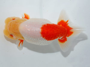 日本らんちう協会中部本部大会　兼　三重らんちゅう会品評大会 西小結　濱村宏司　三重