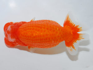 日本らんちう協会中部本部大会　兼　三重らんちゅう会品評大会　林　万貴　三重