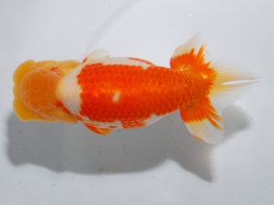 日本らんちう協会中部本部大会　兼　三重らんちゅう会品評大会 勧進元一　中根利夫　長野