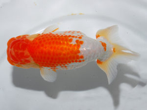 日本らんちう協会中部本部大会　兼　三重らんちゅう会品評大会 行司一　藤波秀文　三重