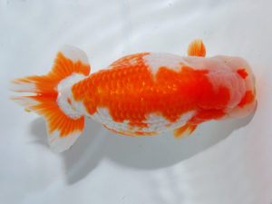 日本らんちう協会中部本部大会　兼　三重らんちゅう会品評大会 行司二　荒井実明　愛知