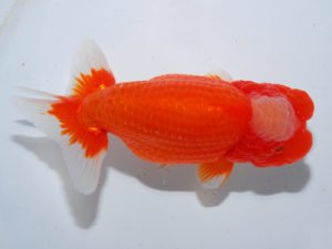 日本らんちう協会中部本部大会　兼　三重らんちゅう会品評大会 行司三　濱村宏司　三重