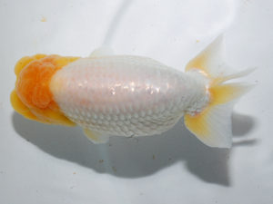 日本らんちう協会中部本部大会　兼　三重らんちゅう会品評大会 脇行司一　林　万貴　三重