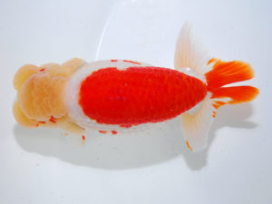 日本らんちう協会中部本部大会　兼　三重らんちゅう会品評大会　西大関　小早川義幸　愛知