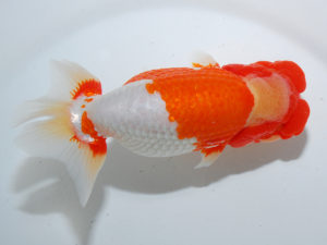 日本らんちう協会中部本部大会　兼　三重らんちゅう会品評大会　立行司　小山徹志　山梨