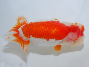 日本らんちう協会中部本部大会　兼　三重らんちゅう会品評大会　取締一　大河内正行　三重