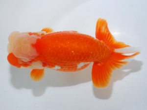 日本らんちう協会中部本部大会　兼　三重らんちゅう会品評大会　取締二　舟田伸一　三重