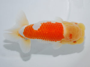 日本らんちう協会中部本部大会　兼　三重らんちゅう会品評大会 東関脇　野口　弘　愛知