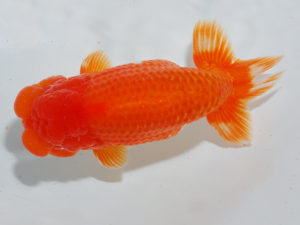 日本らんちう協会中部本部大会　兼　三重らんちゅう会品評大会 西関脇　藤波秀文　三重