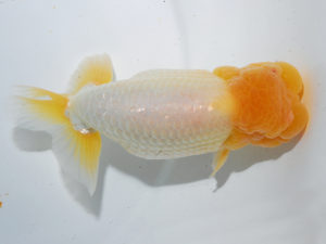 日本らんちう協会中部本部大会　兼　三重らんちゅう会品評大会 東小結　山口広隆　三重