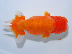 日本らんちう協会中部本部大会　兼　三重らんちゅう会品評大会 西小結　伊藤弘之　愛知