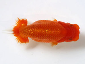 浜松愛魚会　東大関　川口久男