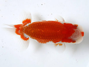 浜松愛魚会　立行司　鈴木和男