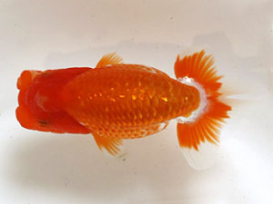 浜松愛魚会　取締一　伊藤三郎