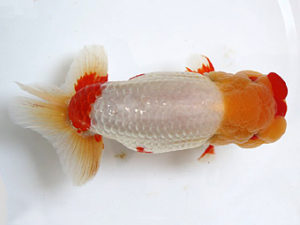 浜松愛魚会　西大関　根木清次