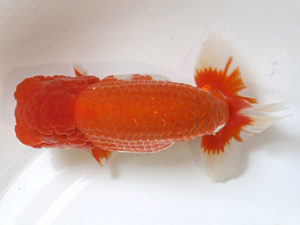 浜松愛魚会　立行司　田中康浩