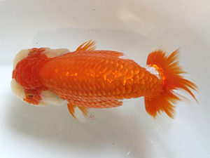 浜松愛魚会　取締一　杉浦重夫