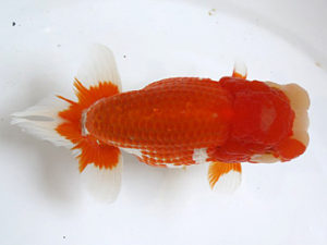 浜松愛魚会　取締二　松田力三