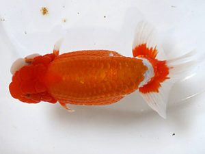 浜松愛魚会　吉田晋伍