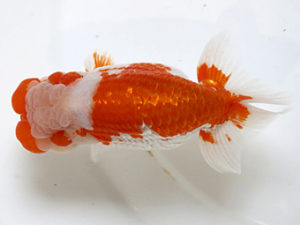 浜松愛魚会　立行司　吉田晋伍