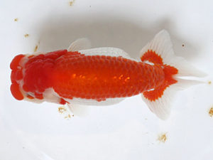 浜松愛魚会　取締一　金　成年