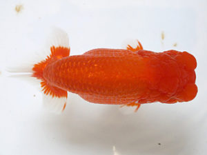 浜松愛魚会　取締二　松本芳夫