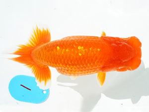 広島錦鱗会　東大関　梅山典雄　下松