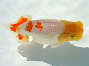 広島錦鱗会 東勧進元　玉川員登　庄原