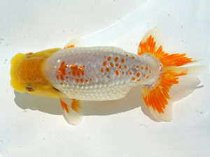 広島錦鱗会 西勧進元　玉川員登　庄原