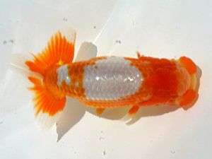 広島錦鱗会 行司一　山口壽紀　広島