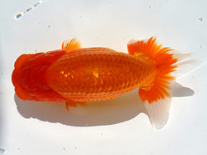 広島錦鱗会 行司二　山口壽紀　広島