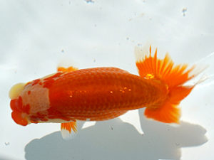 広島錦鱗会 東脇行司　笹井義則　尾道