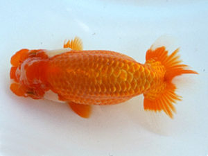 広島錦鱗会 西脇行司　森分陵司　広島