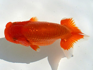 広島錦鱗会　西大関　小川晄三郎　山口