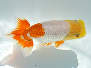 広島錦鱗会　西取締　竹内隆行　広島