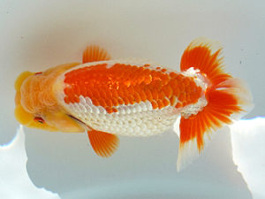 広島錦鱗会 東関脇　下山雅恵　岩国