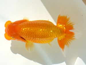 広島錦鱗会 西関脇　林　幸博　尾道