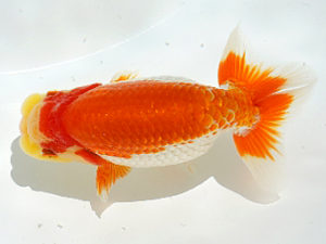 広島錦鱗会 東小結　下山　勉　岩国