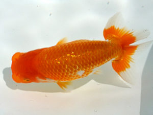 広島錦鱗会 西小結　中野貴浩　山陽小野田