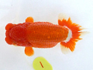 広島錦鱗会　東大関　中田　衛　呉