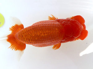 広島錦鱗会　西大関　藤原　繁　福山