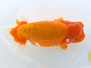 広島錦鱗会　東取締　田中茂規　玉野