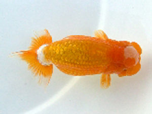 広島錦鱗会　西取締　浜口洋二　玉野